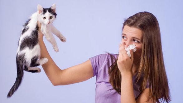 Алергія на кішок: що робити?
