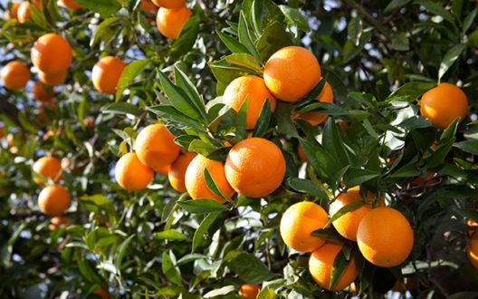 Корисні властивості апельсина, масло солодкого червоного апельсина