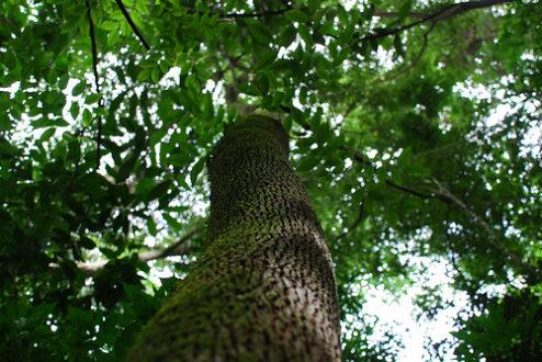 Корисні властивості і застосування бальзамового дерева
