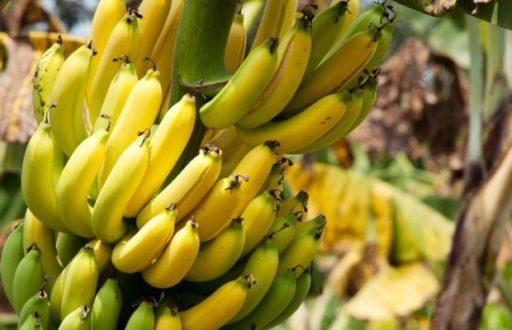 Користь і шкода бананів для чоловіків і жінок