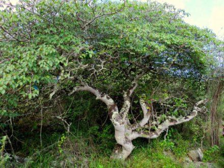 Корисні властивості і застосування ефірного масла гваякового дерева