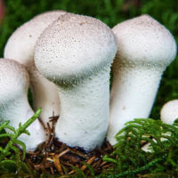 2262 Корисні властивості і застосування грибів дощовиків