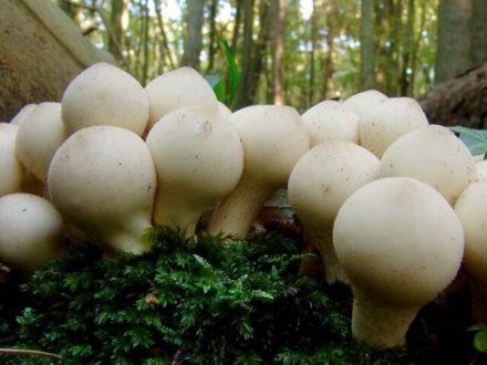Корисні властивості і застосування грибів дощовиків