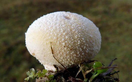 Корисні властивості і застосування грибів дощовиків