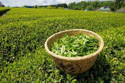 Застосування зеленого чаю