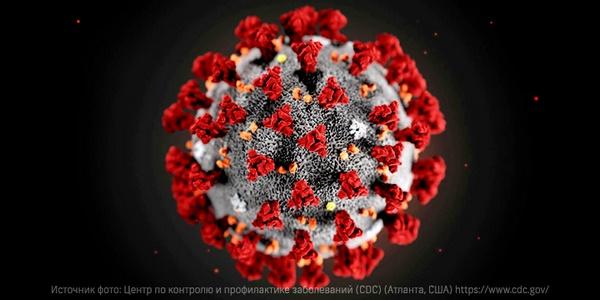 4265 Ученые поняли, что помогает коронавирусу заражать клетки тела