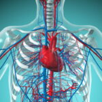 4252 Впервые был создан атлас клеток сердца человека