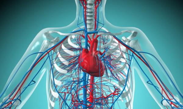 4405 Эксперты исследовали влияние структурных особенностей фиброза на работу сердца