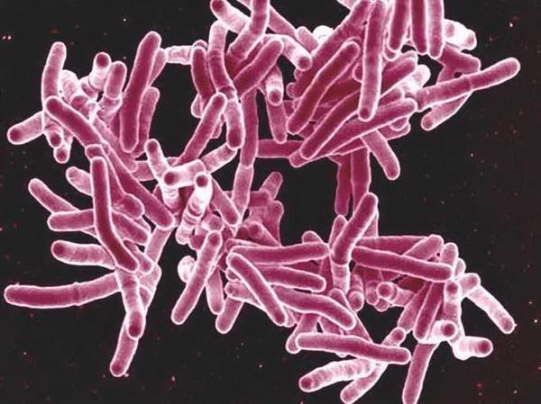 4760 Ученые разобрались с антибиотикорезистентностью бактерий туберкулеза